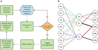 Error driven synapse augmented neurogenesis